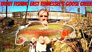 Trout Fishing East Tennessee Goose Creek [upl. by Lomaj]