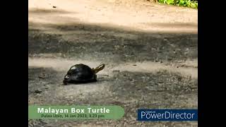 Malayan box turtle in Pulau Ubin Singapore [upl. by Anotyad]