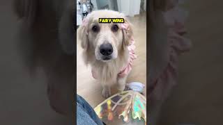 This Golden Retriever Turned into a Fairy 😲❤️ [upl. by Koziarz]