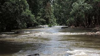 Thengumarahada Near Sathyamangalam ForestNatural video [upl. by Deery761]