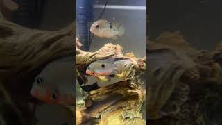 Firemouth Cichlid [upl. by Towbin]