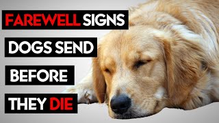 How to Know When It’s Time Saying Goodbye to Your Dog [upl. by Svirad]