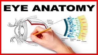 Eye Anatomy and Function  Made Easy [upl. by Pressey]