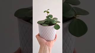 PEPEROMIA HOPE OR A RADIATOR HOUSEPLANT plants houseplants propagating planting therapy hope [upl. by Cleave211]