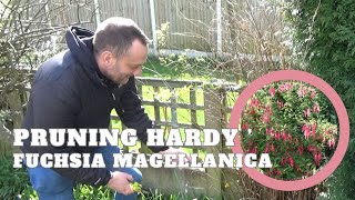 Pruning Fuchsia magellanica  How to Prune Hardy Fuchsia Shrub  Shrubs to Prune in Spring [upl. by Sirahc]