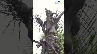 How does Red Palm Weevil damages the coconut tree [upl. by Evvie925]