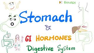 Digestion in the Stomach GI hormones  Gastric Motility and Secretion  Gastroenterology [upl. by Eiramanad]