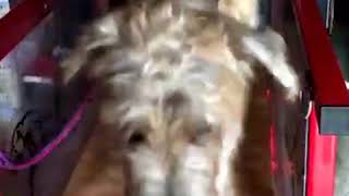 Firepaw Dog Treadmills Video by Daily Mail [upl. by Stclair]