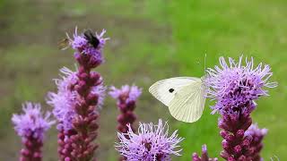 Kāpostu baltenis  Large White Pieris brassicae [upl. by Nylitak]