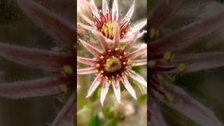 Sempervivum tectorum siempre mágica  flors art nature [upl. by Deeann]