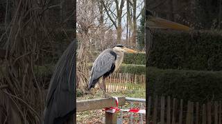 📍Parc des Impressionnistes RueilMalmaison France🇫🇷 Heron❤️paris suburban nature heron [upl. by Enyallij]