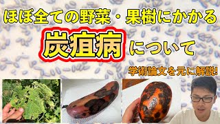 【作物の病気シリーズ】炭疽病について徹底的に理解する【学術論文を元に解説】 [upl. by Aretta]