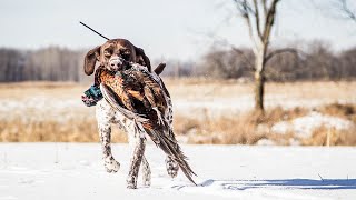 Hunting Minnesota Public Land Pheasants After The First Snow  The Flush Season 10 Episode 6 [upl. by Lethia567]