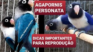 Criação de Agapornis Personata e dicas de Reprodução [upl. by Sivra]