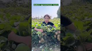 🌿 How women working in kiwi fruit 🥝🥝short viral agriculture plants trending shorts [upl. by Irroc]