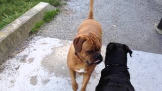 Dogge De Bordeaux VS Rottweiler [upl. by Suravart]