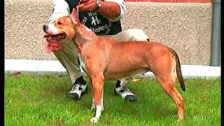 American Staffordshire Terrier  Pet Dog Documentary English [upl. by Pampuch]