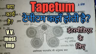 Tapetum टेपीटम  टेपीटम कहां होती है टेपीटम का क्या कार्य है इंटरमीडिएट के लिए इंपॉर्टेंट टॉपिक [upl. by Amrac]