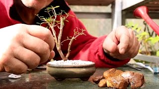 Starting Three New Bonsai Trees [upl. by Lemrej935]