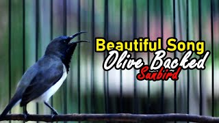 OliveBacked Sunbird Sound Call In Beautiful Song [upl. by Otreblasiul840]