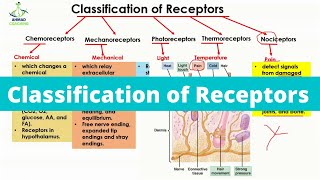 Classification of Receptors  Biology [upl. by Ilrac348]