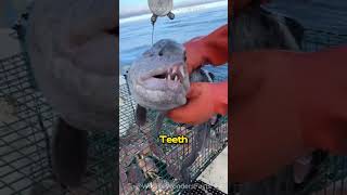 Wolf Eel Underwater Nightmare [upl. by Horwath]