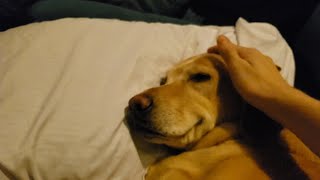 Waking up a thankful doggo having a nightmare [upl. by Latouche]