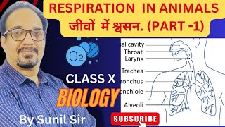 Breathing In AnimalsCellular Respiration cbse breathing cbseclass10biology [upl. by Achilles]