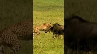 Cheetahs Team Up for the Perfect Ambush cheetah  ambush  hunting  teamwork  wildlife e [upl. by Notseh]