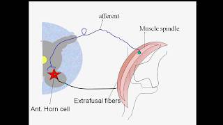 Monosynaptic Reflexes [upl. by Nazarius]