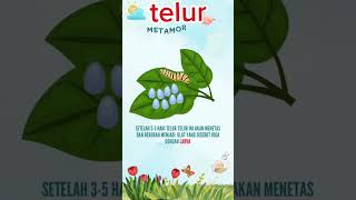 VIDEO BAHAN AJAR METAMORFOSIS KUPU KUPU [upl. by Brandie]