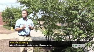 Trees with Don Leopold  serviceberry [upl. by Uel]