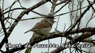 FAUVETTE à TETE NOIRE qui chante bien  Chants doiseaux [upl. by Ecinehs350]