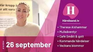 Härnösandtv  26 september 2024 [upl. by Ecirtak]