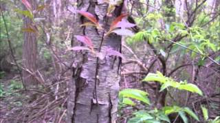 Black Cherry Tree Identification  Morel Mushroom Habitat [upl. by Mahon]