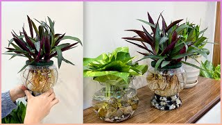 The idea of ​​a unique aquatic plant pot is good for health and brings good luck [upl. by At]