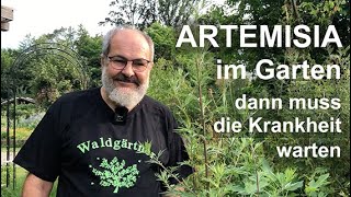 Artemisia im Garten dann muss die Krankheit warten [upl. by Aeslek]