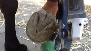 Trimming Horse Hooves for Hoof Health How to trim horse hooves horse hooftriming hoofcleaning [upl. by Grimbal]