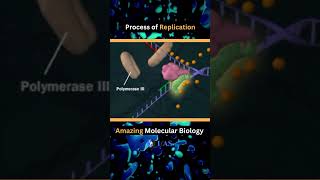 🔥 DNA Replication  Polymerase Helicase 🔥 motivation csir neet viral shorts status biology [upl. by Ihtraa]