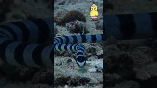 Penny Pencils Brain Boost ep22 Sea Snakes facts education ocean learning oceanology [upl. by Russ260]