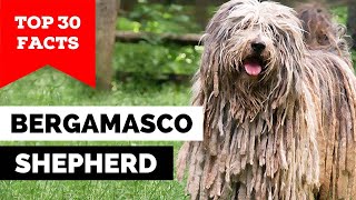 99 of Bergamasco Shepherd Dog Owners Dont Know This [upl. by Ahsyle]