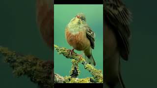 Ortolan Bunting [upl. by Jennie]