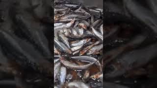 Cómo se hacen las sardinas🐟 enlatadas en las fábricas 🏭 [upl. by Gavrila]