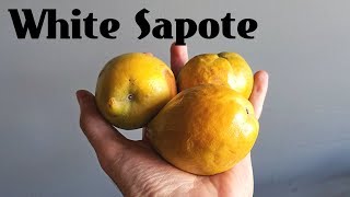 White Sapote Review The fruit that tastes like pudding  Weird Fruit Explorer Ep 260 [upl. by Dnalrah]