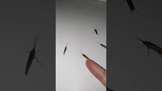 insect viralshort NatureFour midges is on photo shoot 🦗🦗🦗🦗 [upl. by Fisa188]