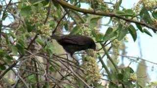 Medium ground finch foraging  Mellomjordspurv på matsanking [upl. by Lim741]