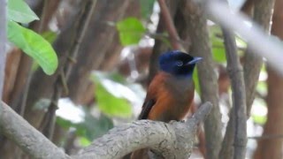 Redbellied Paradise Flycatcher and Hybrid [upl. by Nugesulo]