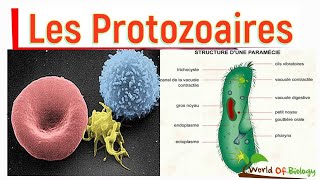 module zoologie embranchement des protozoaires partie 3 [upl. by Sontich]