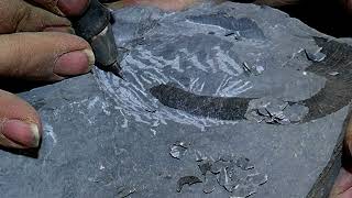 Acrioceras Barremium Ammonite Fossil Preparation [upl. by Tatiana]