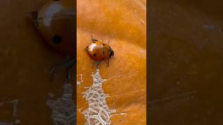 Eating aphids off a pumpkin [upl. by Armalla]